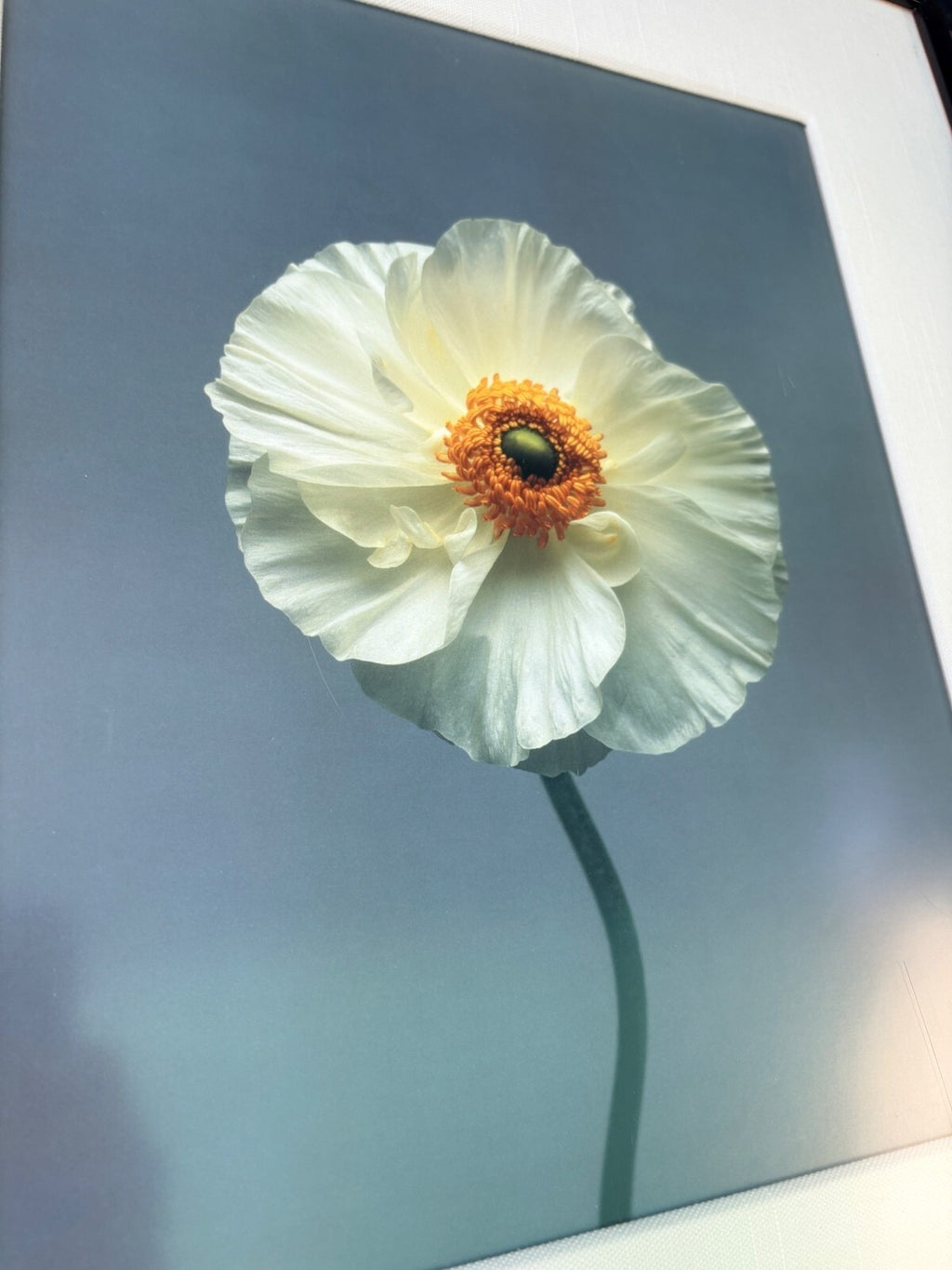 Pair of Vintage Floral Photographic Prints in Black Frames