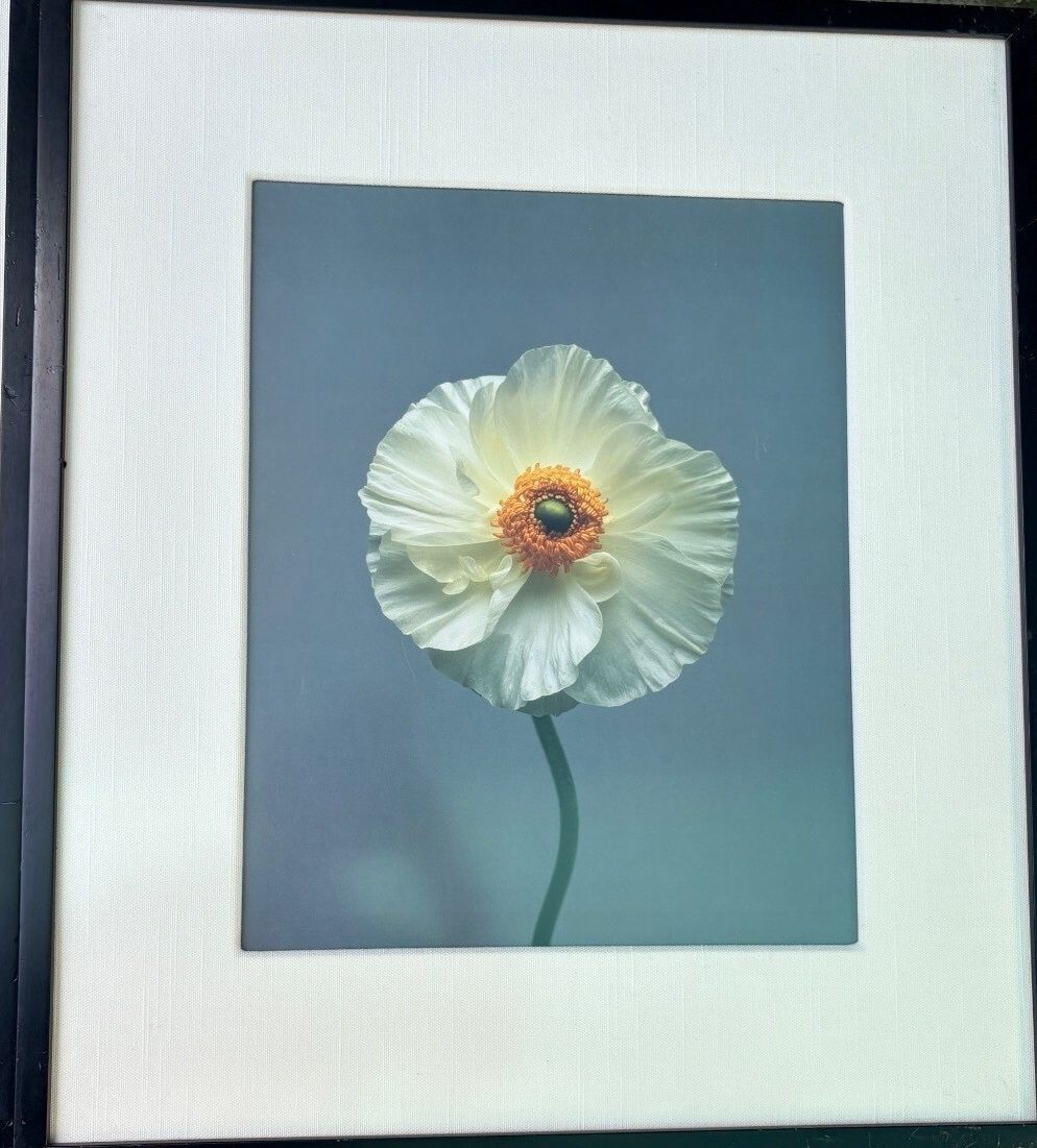Pair of Vintage Floral Photographic Prints in Black Frames